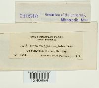 Puccinia polygoni image