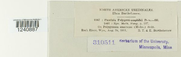 Puccinia polygoni image