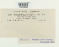 Puccinia polygoni image