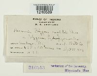 Puccinia polygoni image