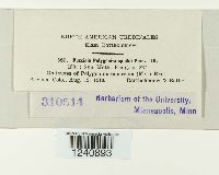 Puccinia polygoni image