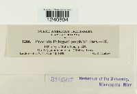 Puccinia polygoni image