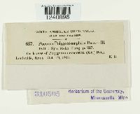 Puccinia polygoni image