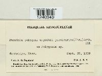 Puccinia polygoni-amphibii image