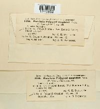 Puccinia polygoni-amphibii image