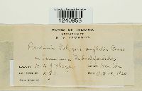 Puccinia polygoni-amphibii image