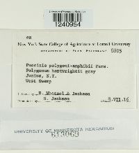 Puccinia polygoni-amphibii image