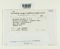 Puccinia polygoni-amphibii image