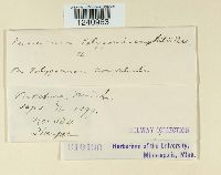 Puccinia polygoni-amphibii image