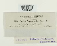 Puccinia polygoni-amphibii image