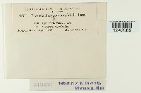 Puccinia polygoni-amphibii image