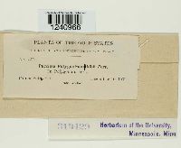 Puccinia polygoni-amphibii image