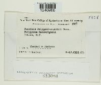 Puccinia polygoni-amphibii image