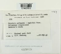 Puccinia polygoni-amphibii image