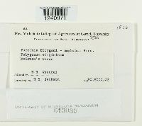 Puccinia polygoni-amphibii image