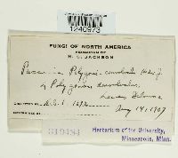 Puccinia polygoni-amphibii image