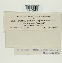 Puccinia polygoni-amphibii image