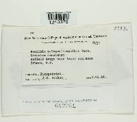 Puccinia polygoni-amphibii image