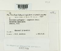 Puccinia polygoni-amphibii image