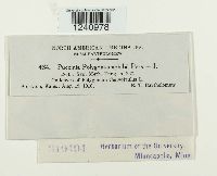 Puccinia polygoni-amphibii image