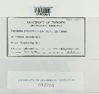 Puccinia porphyrogenita image