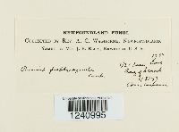 Puccinia porphyrogenita image