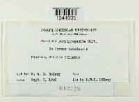 Puccinia porphyrogenita image