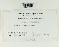 Puccinia porphyrogenita image