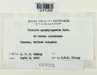 Puccinia porphyrogenita image