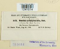 Puccinia porphyrogenita image