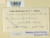 Puccinia porphyrogenita image