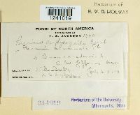 Puccinia porphyrogenita image