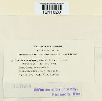 Puccinia porphyrogenita image