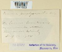 Puccinia porphyrogenita image