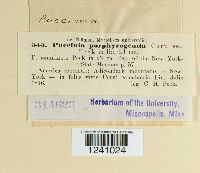 Puccinia porphyrogenita image