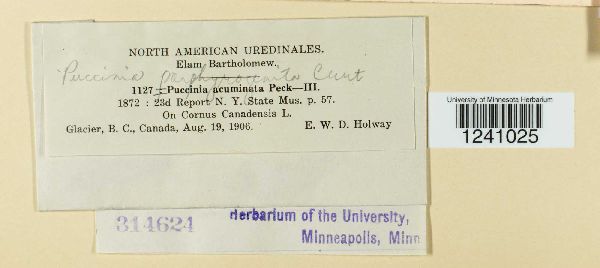 Puccinia porphyrogenita image