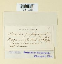 Puccinia porphyrogenita image