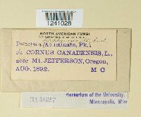 Puccinia porphyrogenita image