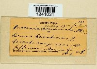 Puccinia porphyrogenita image