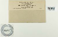 Puccinia punctata image