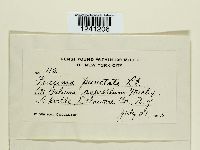 Puccinia punctata image