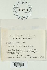 Puccinia punctata image