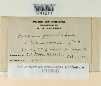 Puccinia punctata image