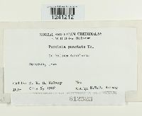 Puccinia punctata image