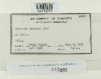 Puccinia punctata image