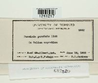 Puccinia punctata image