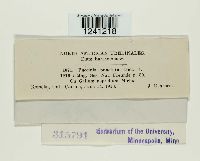 Puccinia punctata image