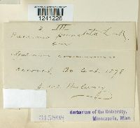 Puccinia punctata image