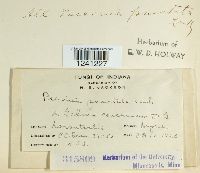 Puccinia punctata image