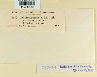 Puccinia punctata image